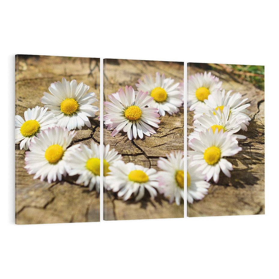 Obraz na płótnie 120x80 - Stokrotki w naturalnym otoczeniu - stokrotki, natura