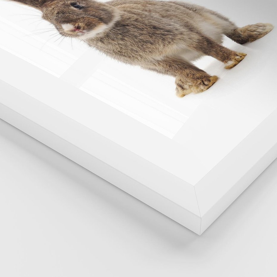 Plakat w ramie 30x40 - Delikatna Zwierzęca Uroda - królik, zwierzę - rama biała