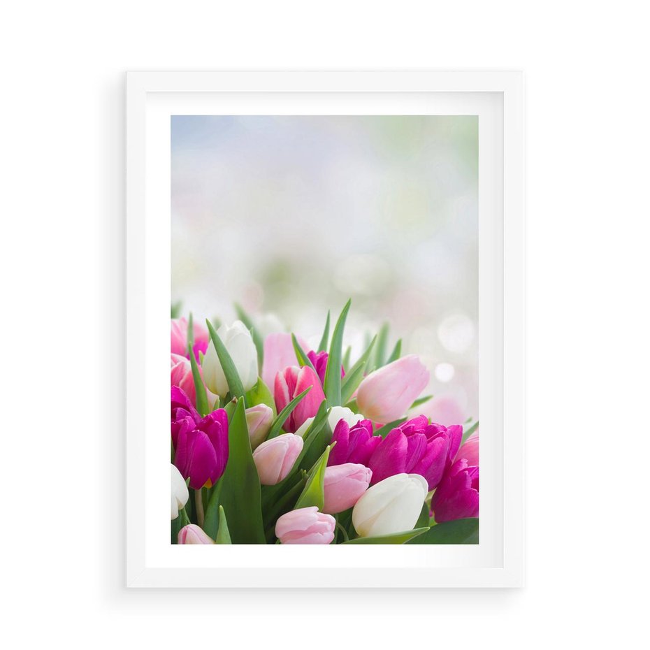 Plakat w ramie 50x70 - Tulipany w pełnym rozkwicie - tulipany, kwiaty - rama biała