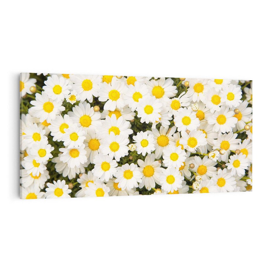 Obraz na płótnie 100x50 - Delikatność Kwiatowej Przyrody - stokrotki, kwiaty