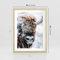 Plakat w ramie 30x40 - Żubr w Krainie Śniegu - żubr, zima - rama drewno