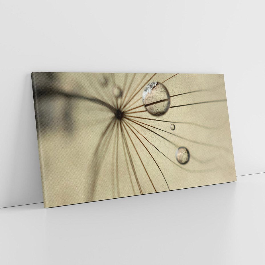 Obraz na płótnie 100x50 - Delikatność dmuchawców - dmuchawce, krople