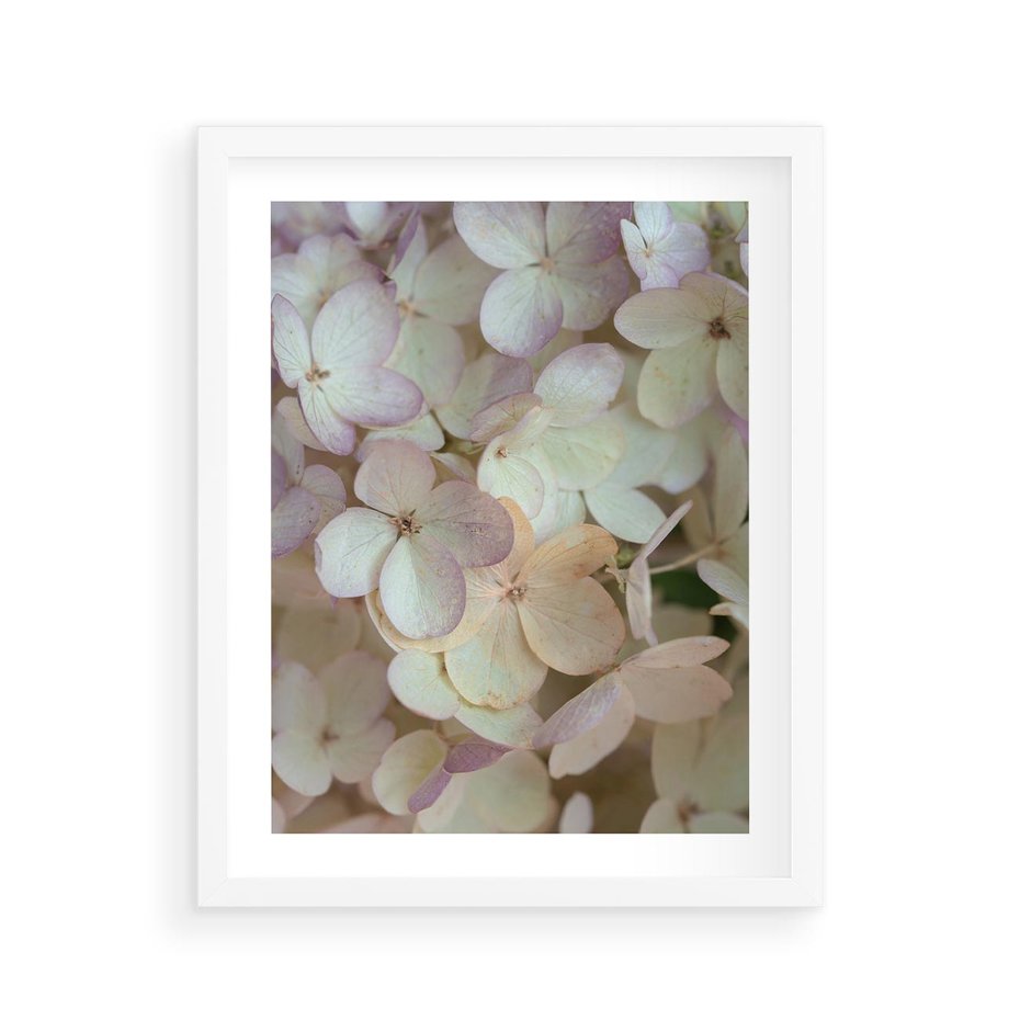 Plakat w ramie 40x50 - Kwiatowy taniec - kwiaty, hortensje - rama biała