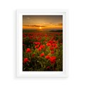 Plakat w ramie 50x70 - Maki przy zachodzie słońca - maki, zachód - rama biała