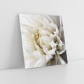 Obraz na płótnie 70x70 - Białe Kwiaty Delikatności - białe, kwiaty