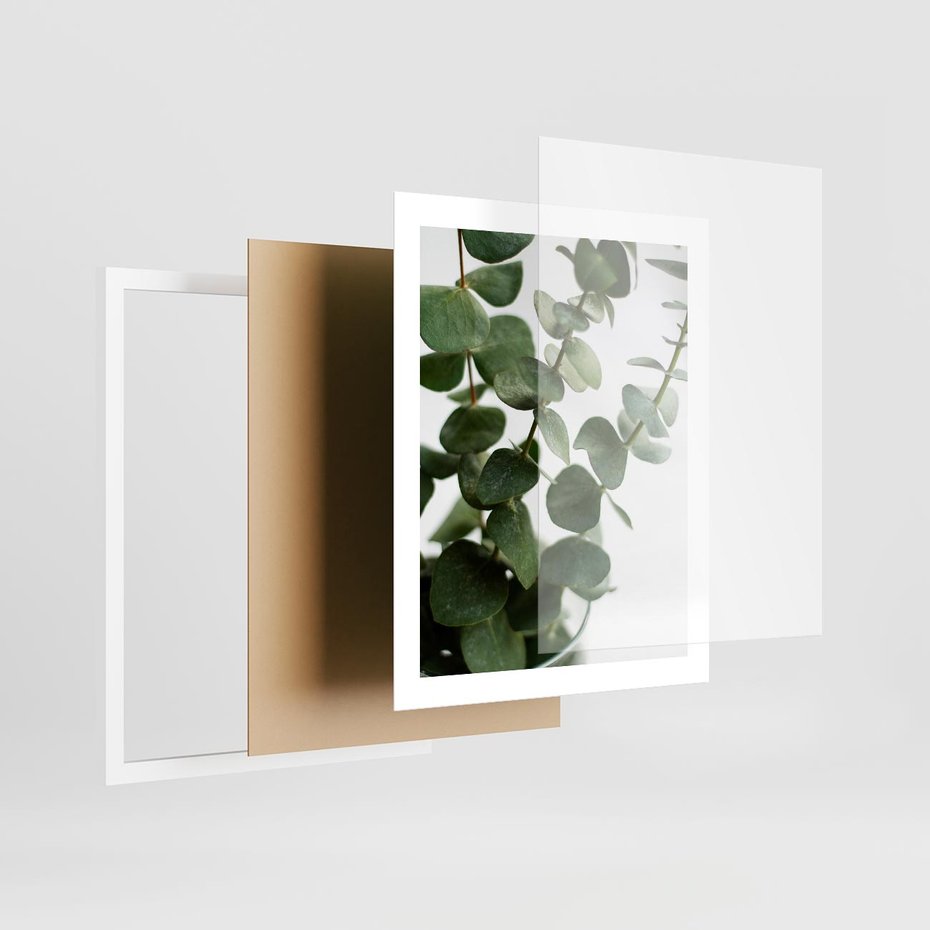 Plakat w ramie 40x50 - Zielone eukaliptusy - eukaliptus, liście - rama biała