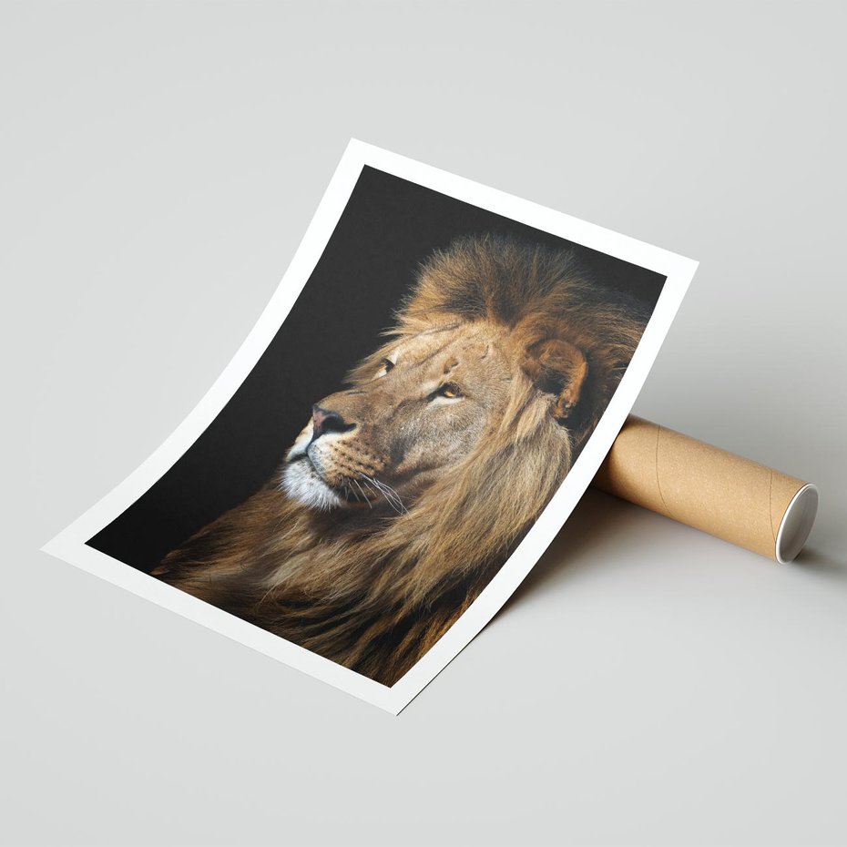 Plakat bez ramy 21x30 - Władca Dzikiej Przyrody - lew, król