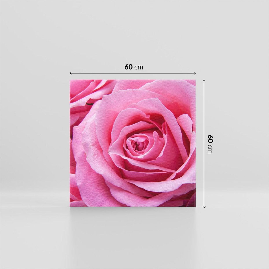 Obraz na płótnie 60x60 - Róża Wspaniałości - róża, kwiat
