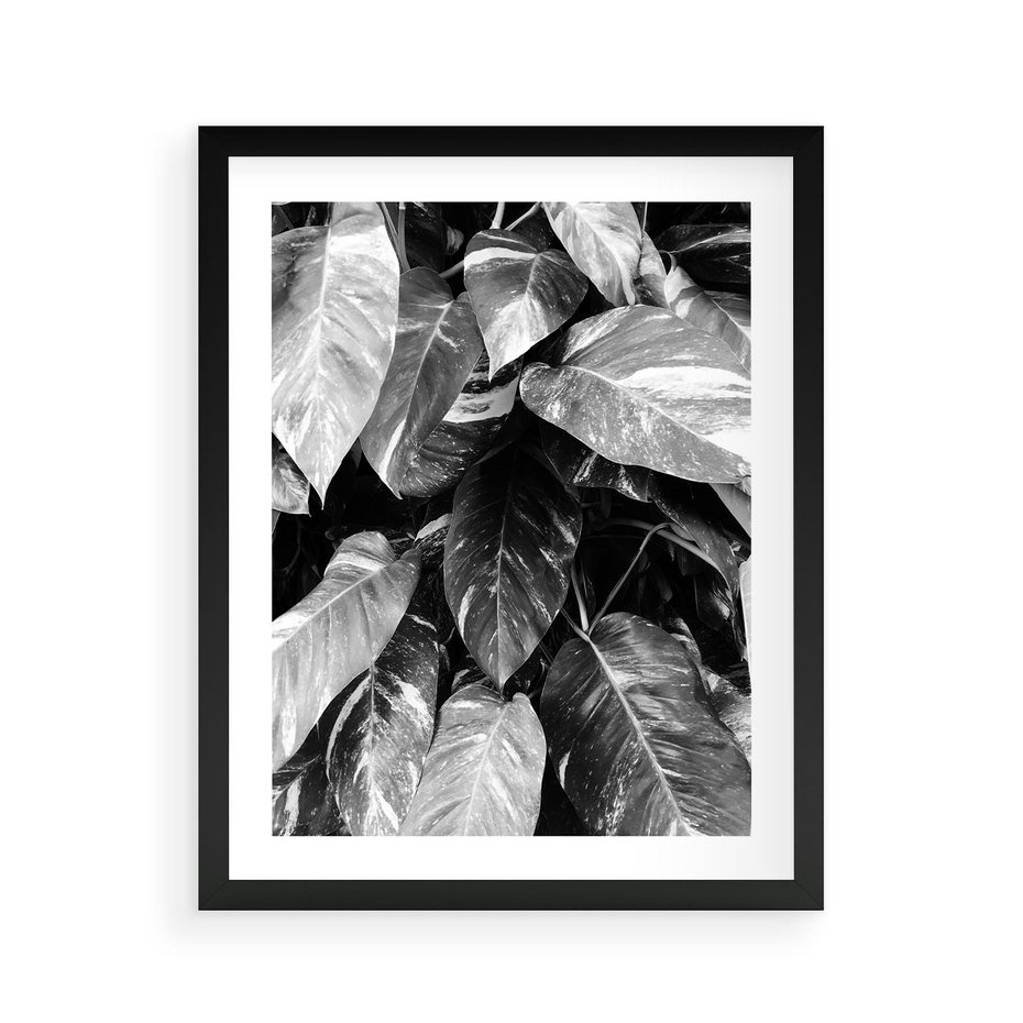 Plakat w ramie 40x50 - Liście w Czarno-Białej Fotografii - liście, roślina - rama czarna