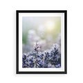 Plakat w ramie 40x50 - Delikatna Uroda Natury - wrzosy, fiolet - rama czarna
