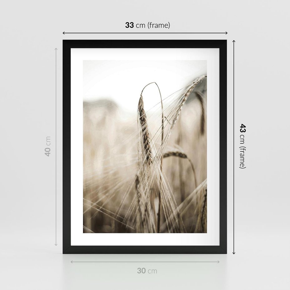 Plakat w ramie 30x40 - Kłosy Pszenicy w Sepii - zboże, kłos pszenicy - rama czarna