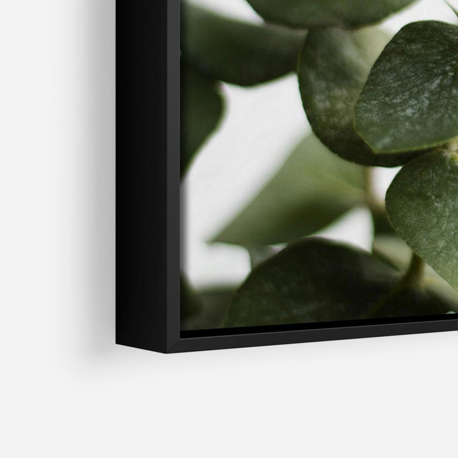 Obraz w ramie 70x50 - Zielone eukaliptusy - eukaliptus, liście - rama czarna