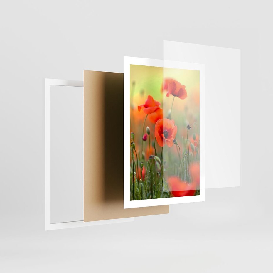 Plakat w ramie 50x70 - Makowa Pasja - maki, kwiaty - rama biała