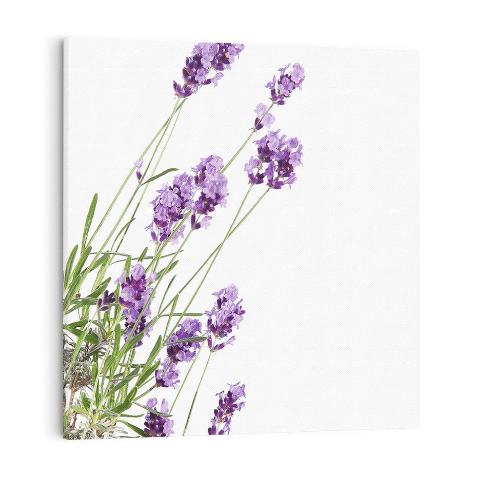 Obraz na płótnie 70x70 - Delikatny Urok - lawenda, kwiaty
