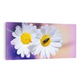 Obraz na płótnie 100x50 - Stokrotki wśród traw urok natury - stokrotki, kwiat