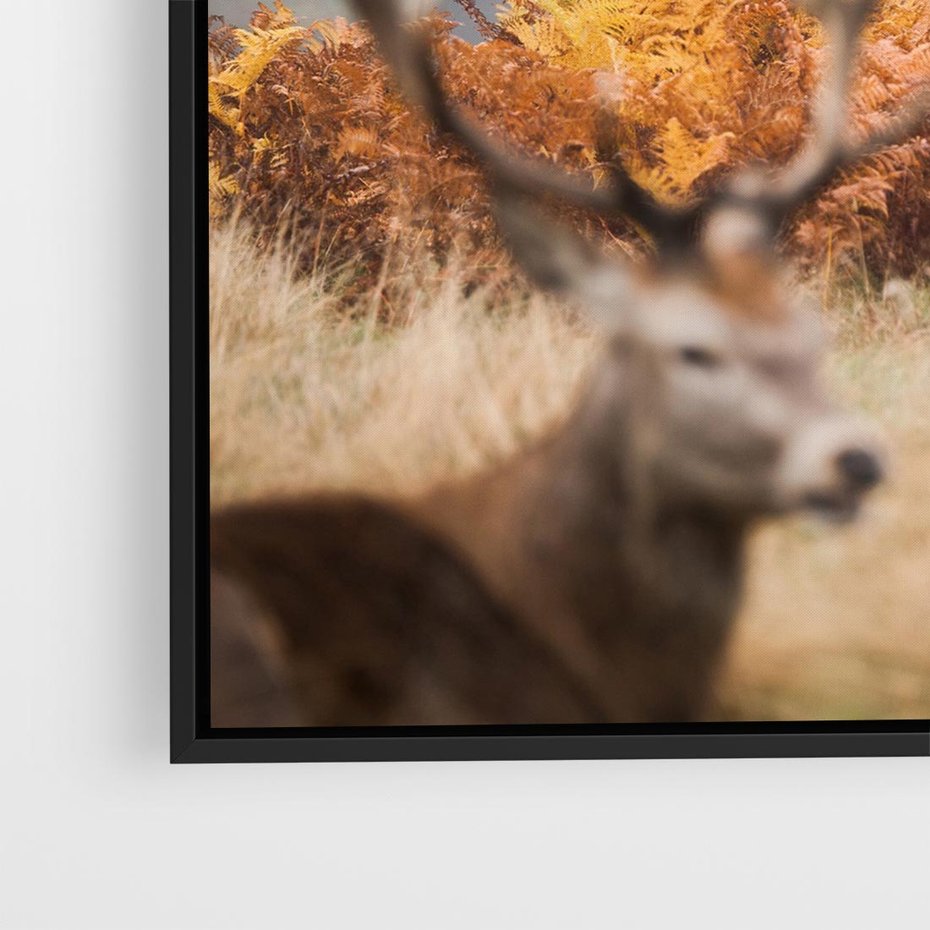 Obraz w ramie 50x50 - Malownicza Harmonia - jelenie, jesień - rama czarna