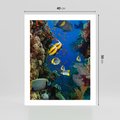 Plakat bez ramy 40x50 - Podwodne królestwo rafy koralowej - rafa, koralowa