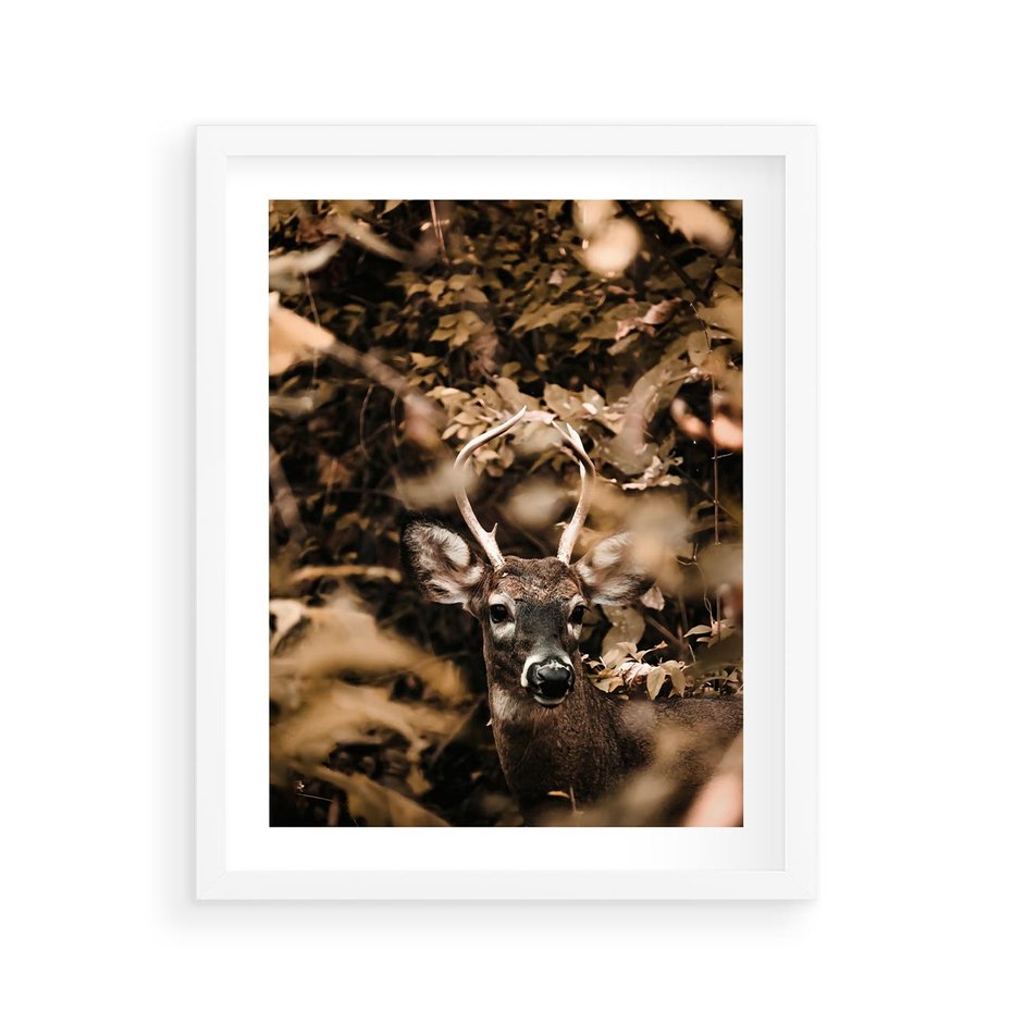 Plakat w ramie 40x50 - Jesienny Jeleń w Lesie - jeleń, w lesie - rama biała