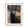 Plakat w ramie 50x70 - Spokojny jeleń - jeleń, las - rama drewno