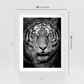 Plakat w ramie 40x50 - Tygrys Czarno-Biały: Siła i Delikatność - tygrys, czarno - rama biała