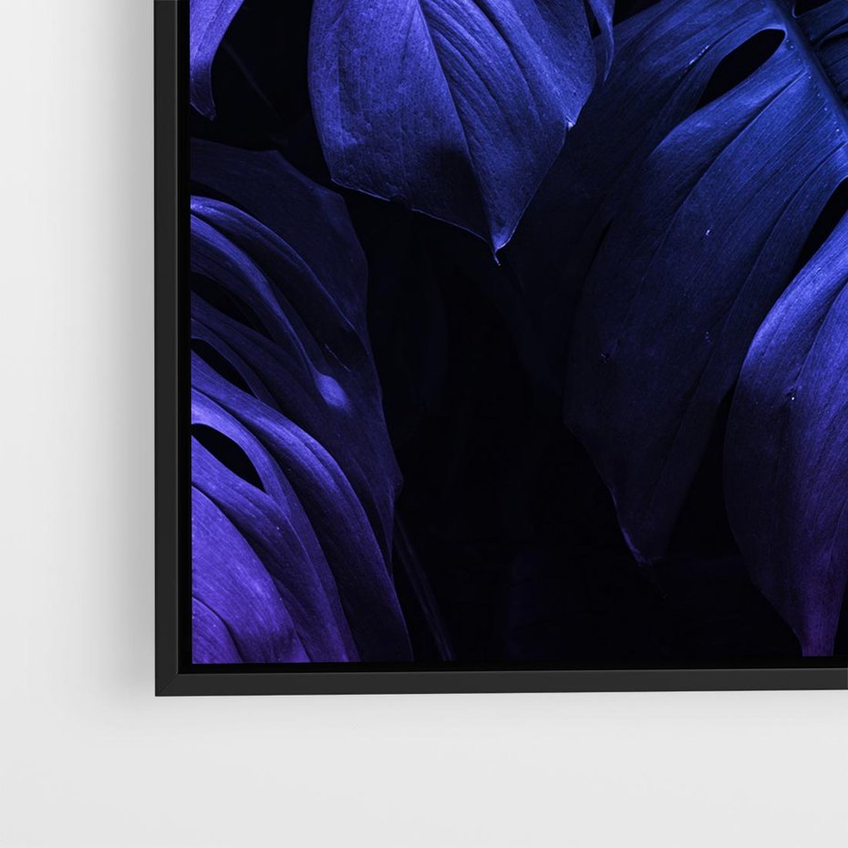 Obraz w ramie 50x50 - Mroczna Magia Dżungli - mroczna grafika, fioletowe liście monstery na czarnym tle - rama czarna