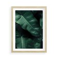 Plakat w ramie 50x70 - Liście Bananowca - minimalizm, zielone liście bananowca - rama drewno