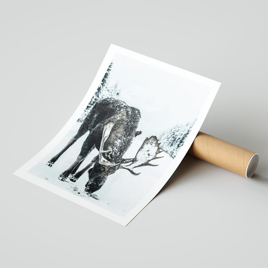 Plakat bez ramy 21x30 - Zimowy Portret Łosia - łoś w zimowej scenerii