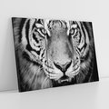 Obraz na płótnie 120x80 - Tygrys Czarno-Biały: Siła i Delikatność - tygrys, czarno