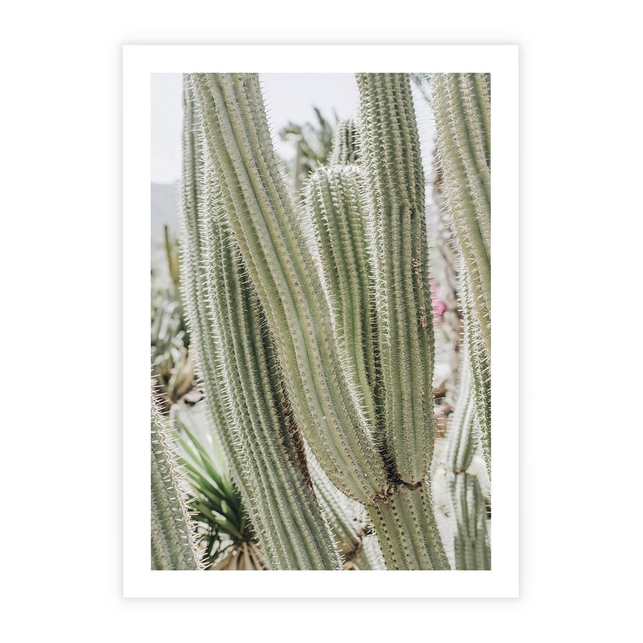 Plakat bez ramy 21x30 - Duże Kaktusy w Pejzażu - kaktus, duże kaktusy na pustyni