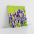 Obraz na płótnie 50x50 - Lawenda w naturze - lawenda, kwiaty