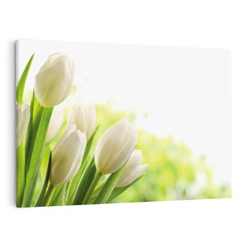 Obraz na płótnie 120x80 - delikatność kwiatów - tulipany, kwiat