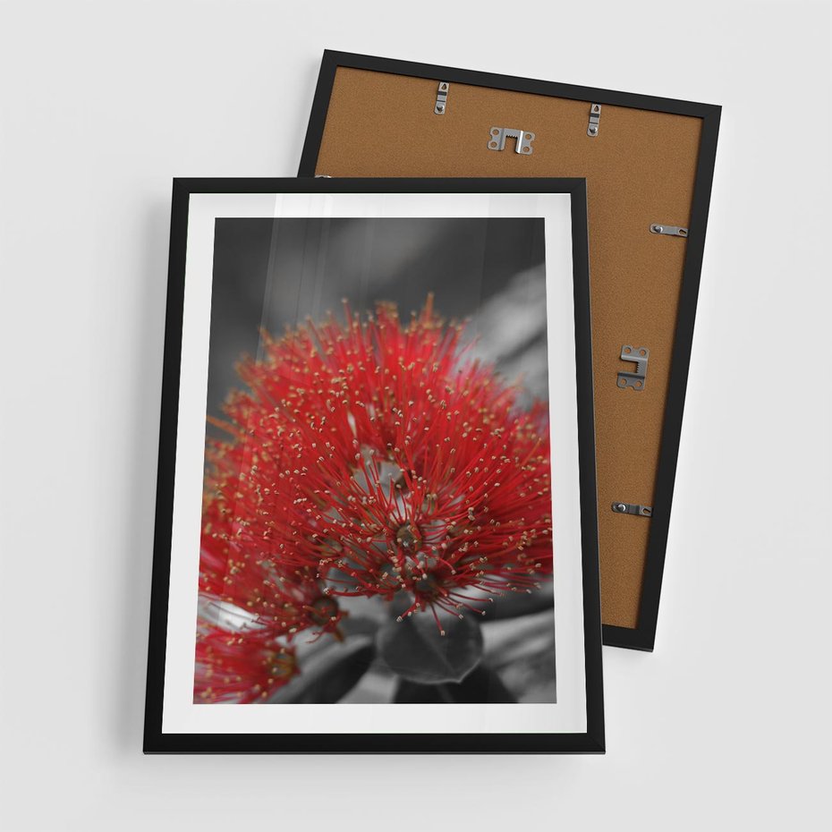 Plakat w ramie 50x70 - Ukwiał na rafie koralowej - ukwiał, rafa - rama czarna