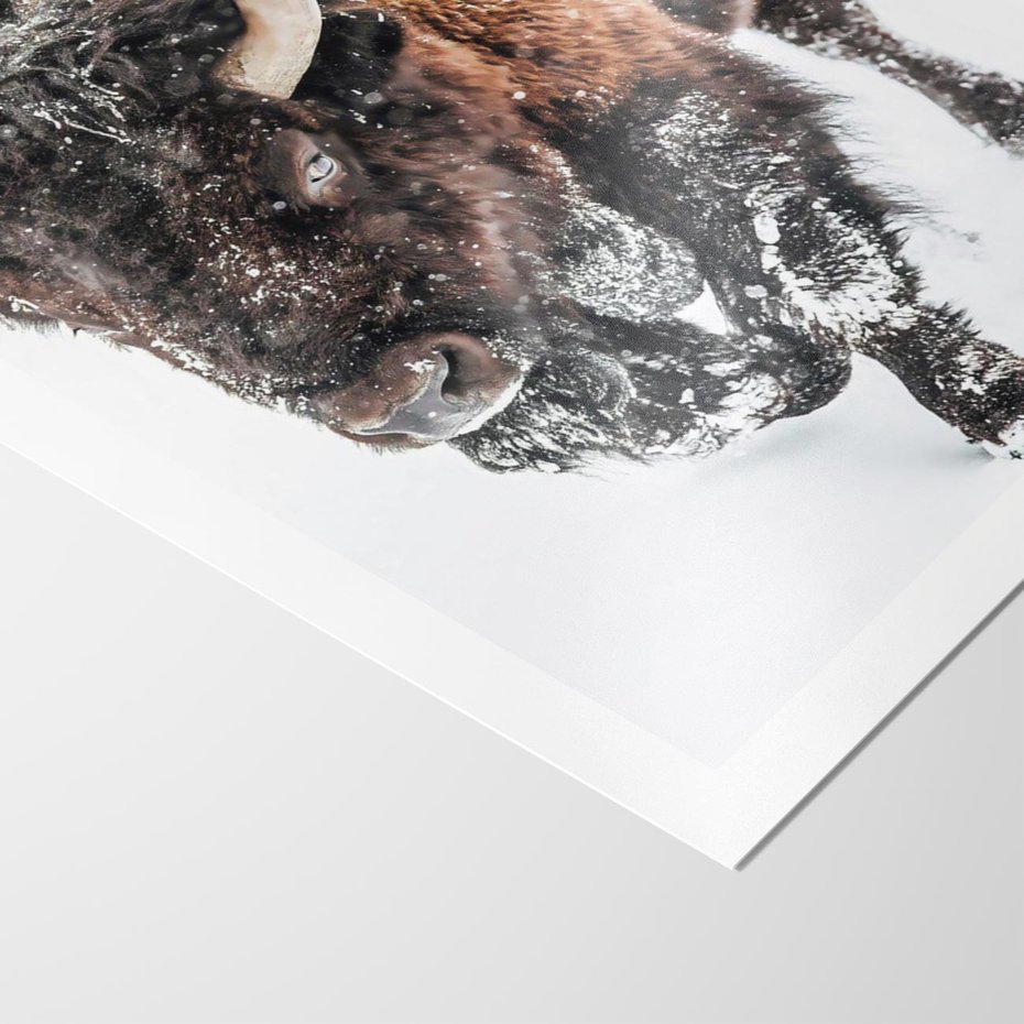Plakat bez ramy 30x40 - Zimowy Władca Puszczy - żubr, bizon
