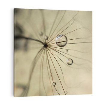 Obraz na płótnie 70x70 - Delikatność dmuchawców - dmuchawce, krople