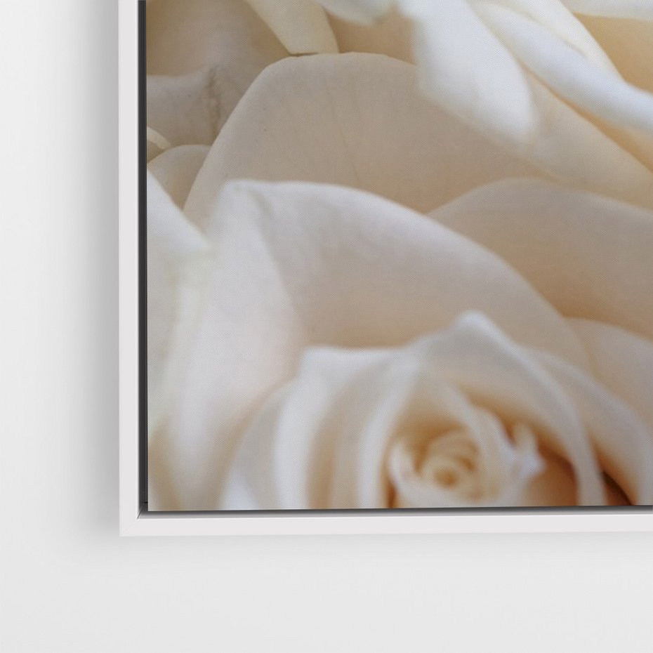 Obraz w ramie 70x100 - Białe róże piękności - białe, róże - rama biała