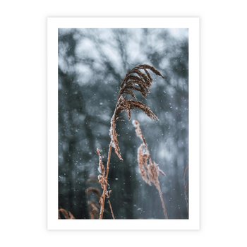 Plakat bez ramy 21x30 - Zima na Łonie Natury - sucha wysoka trawa, w zimie