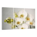 Obraz na płótnie 120x80 - Elegancka uroda orchidei - orchidea, kwiaty