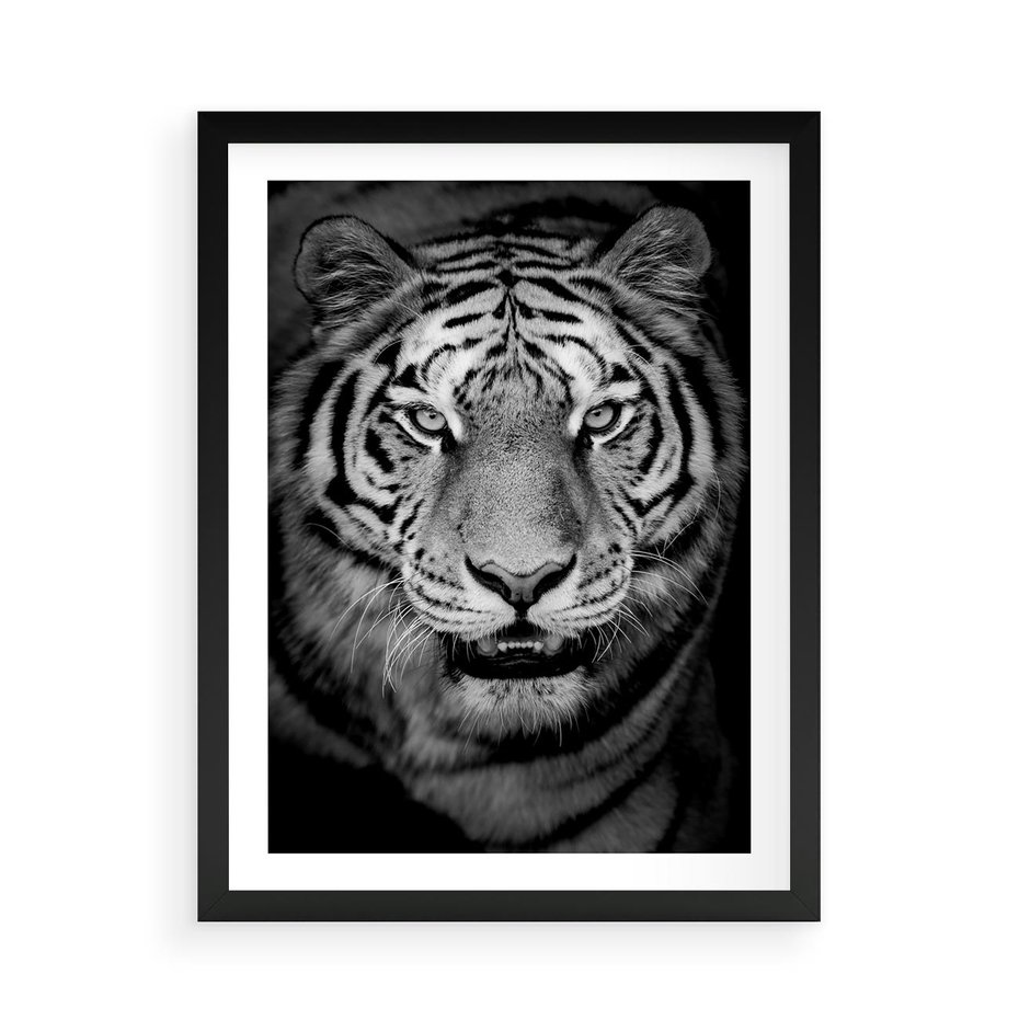 Plakat w ramie 50x70 - Tygrys Czarno-Biały: Siła i Delikatność - tygrys, czarno - rama czarna