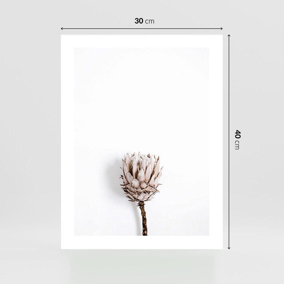 Plakat bez ramy 30x40 - Suszona Roślina na Białym Tle - minimalizm, suszona roślina