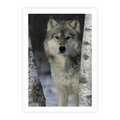 Plakat bez ramy 30x40 - Wilk w Zimowym Lesie - wilk, las