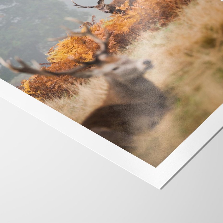 Plakat bez ramy 30x40 - Malownicza Harmonia - jelenie, jesień