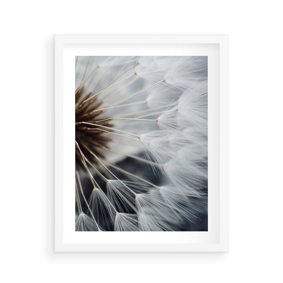 Plakat w ramie 40x50 - Dmuchawce w Naturze - dmuchawiec, zbliżenie - rama biała