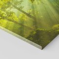Obraz na płótnie 80x80 - drzewa w harmonii - las, drzewa