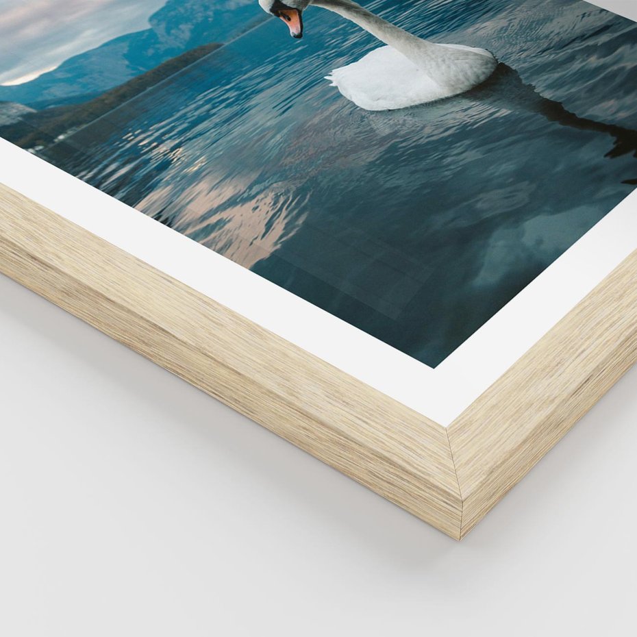 Plakat w ramie 30x40 - Łabędzi Śpiew - fotografia, plakat - rama drewno