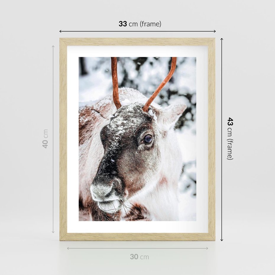 Plakat w ramie 30x40 - Renifer w Zimowej Krainie - renifer, zima - rama drewno