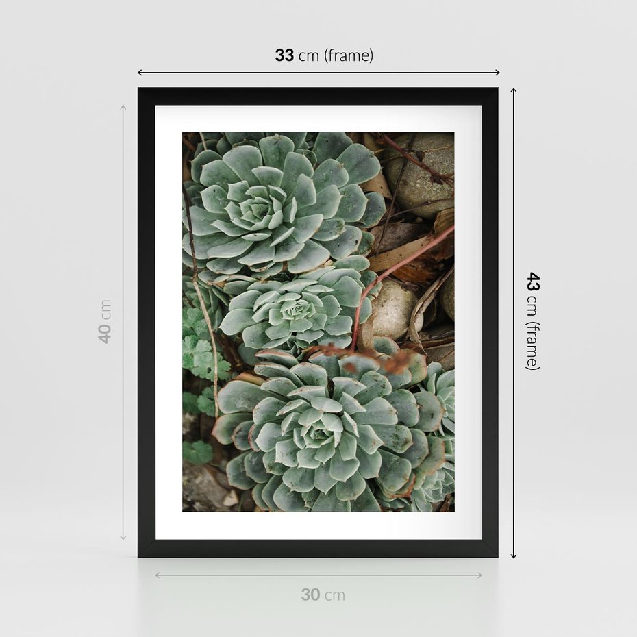 Plakat w ramie 30x40 - Zielona Uroda Sukulentów - sukulenty, zielone liście - rama czarna