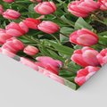 Obraz na płótnie 70x100 - Tulipanowe Elegancja - tulipany, kwiat