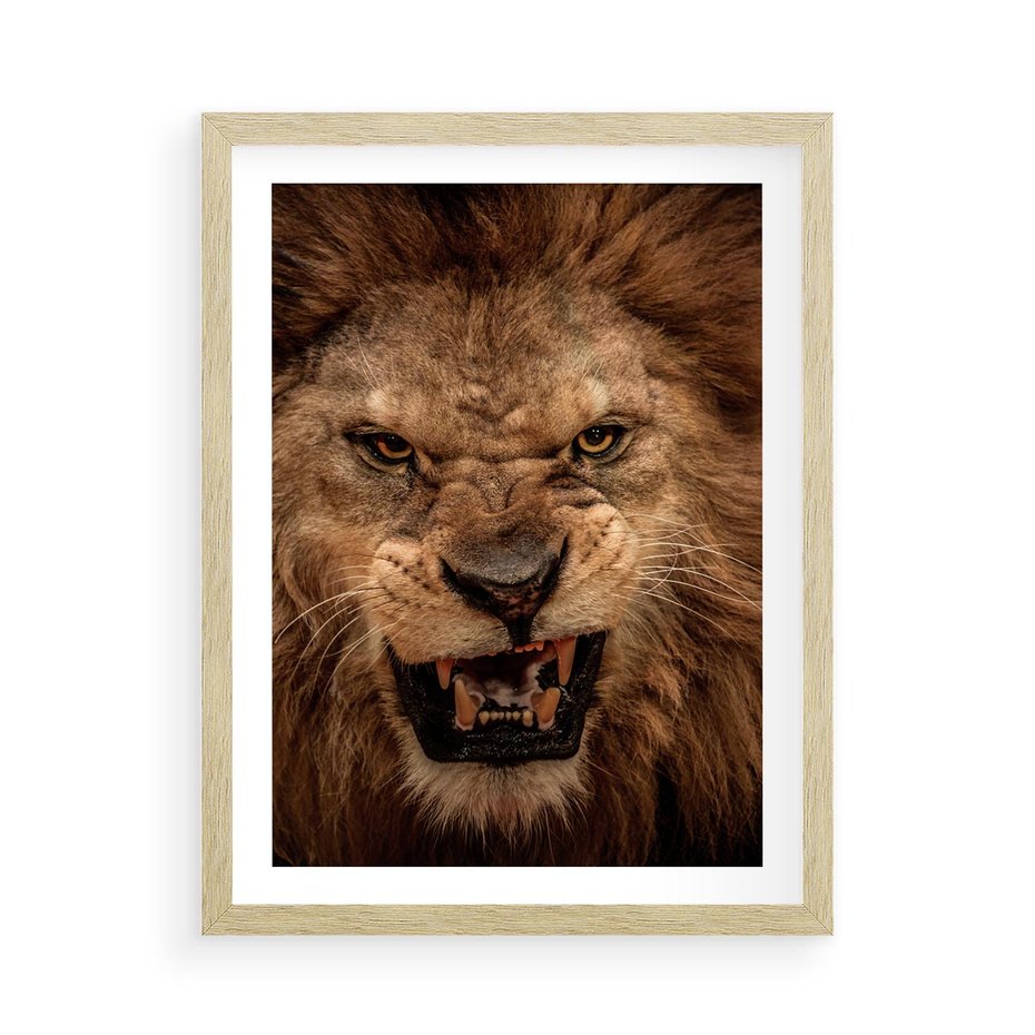 Plakat w ramie 50x70 - Władca Sawanny - lew, sawanna - rama drewno