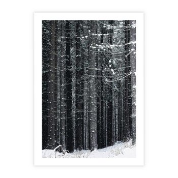 Plakat bez ramy 21x30 - Leśna Cisza: Malowniczy Pejzaż Zimą - las zimą, ośnieżone pnie drzew