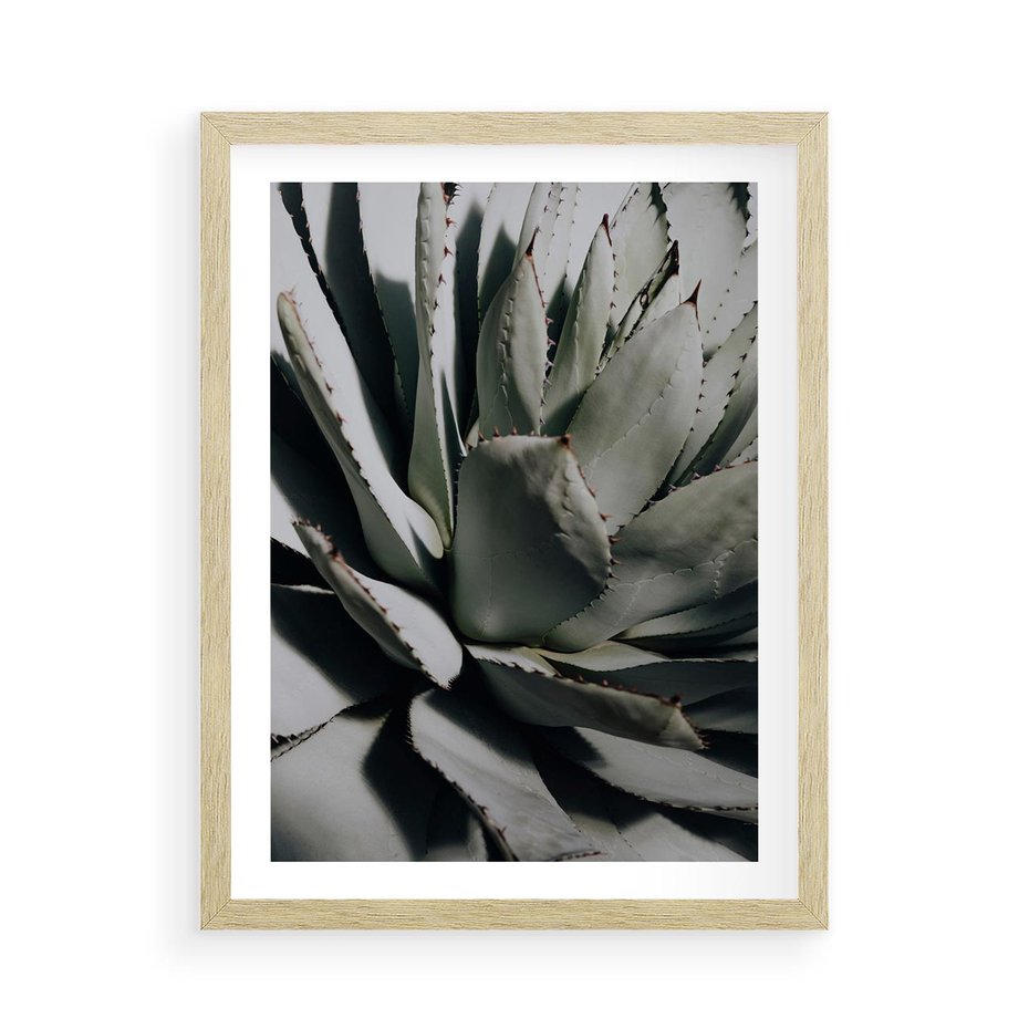 Plakat w ramie 50x70 - Egzotyczny Raj - sukulenty, kaktusy - rama drewno